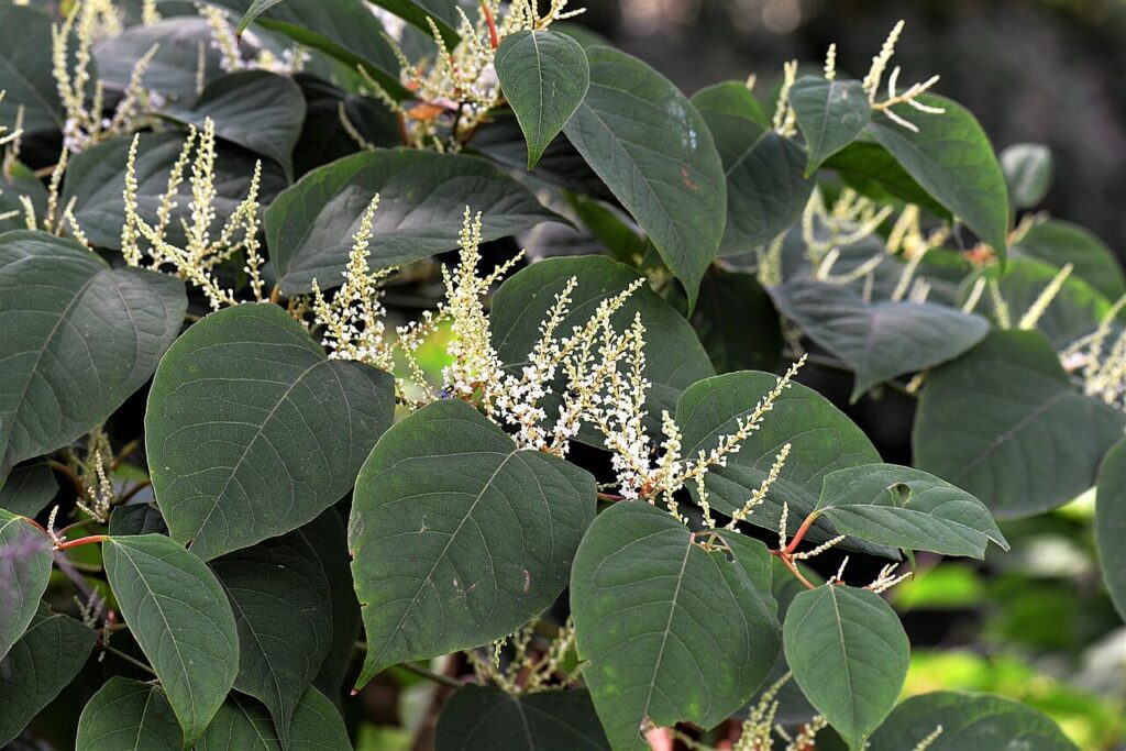 japanese knotweed specialists